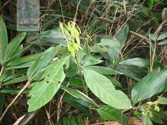  p>大叶青冈(学名: i>cyclobalanopsis jenseniana /i>),常绿 a href=