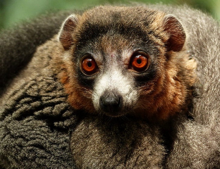  p>獴美狐猴(学名: i>eulemur mongoz /i>):是一种中等体型的 a href=