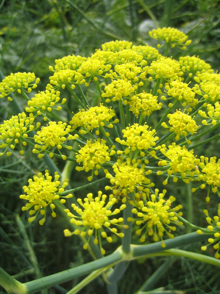 矮小草本,产自辽宁,山东.生于海拔300—950米的山峰石缝. /p>