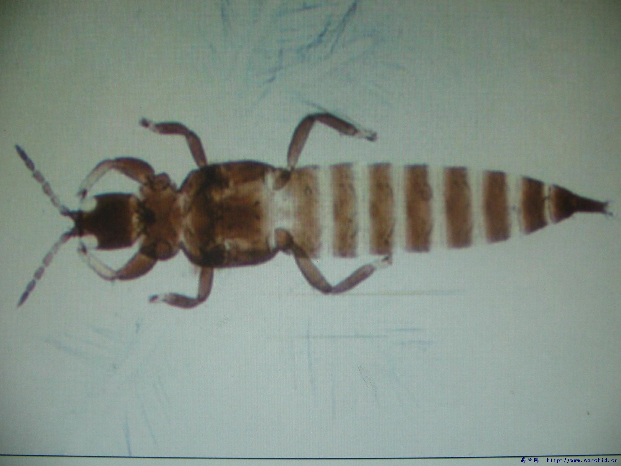 chloethrips oryzae(wil.)