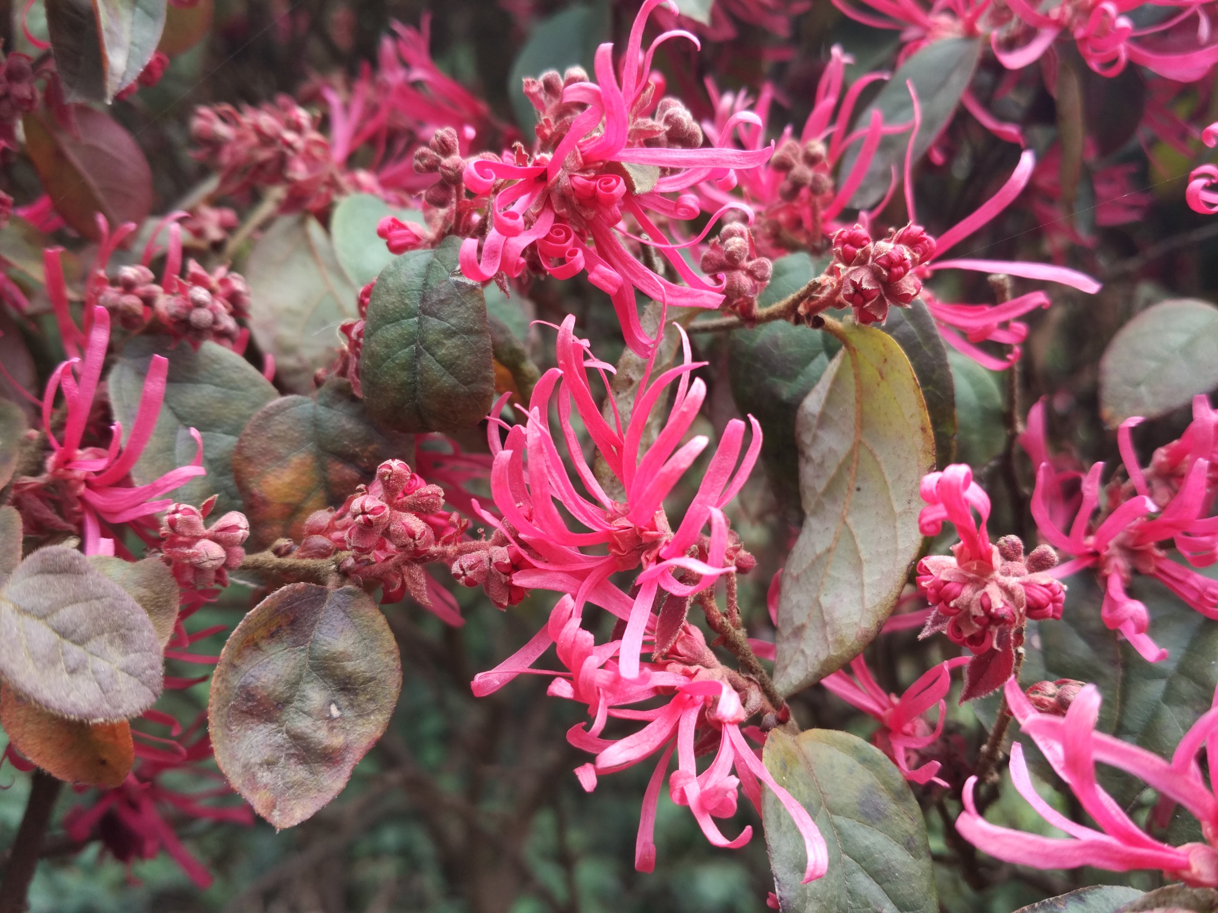  p>红花檵木(拉丁学名: i>loropetalum chinense var /i>.
