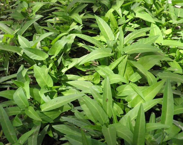 ctrid="tindzbalq8qs">5 /sup>读作蕹(wèng),〔蕹菜〕一年生草本植物