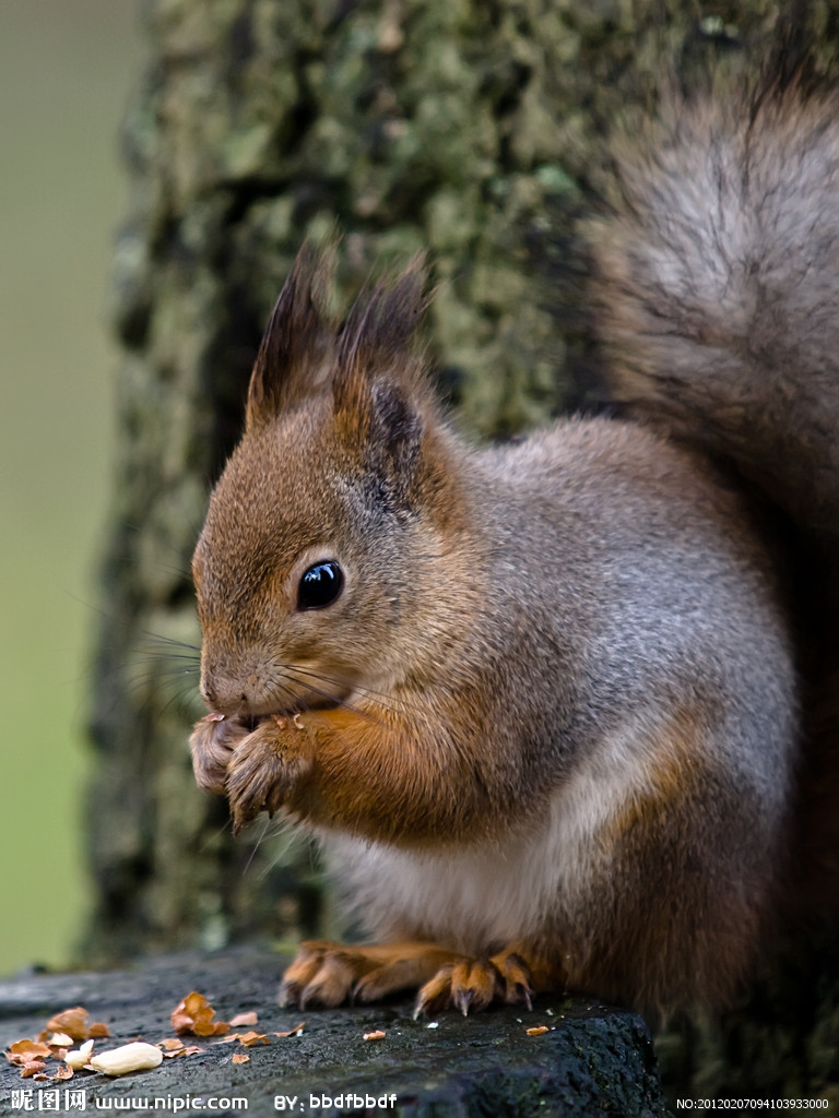 1219220">啮齿目 /a> a href="#" data-lemmaid="2042073">松鼠科 /a>