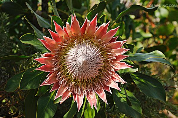 南非皇后帝王花