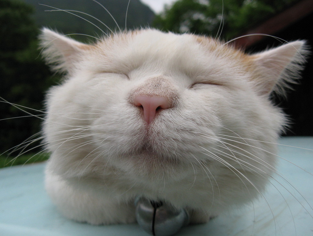  p> a target="_blank" href="/item/猫叔">猫叔 /a>(2002年3月8日