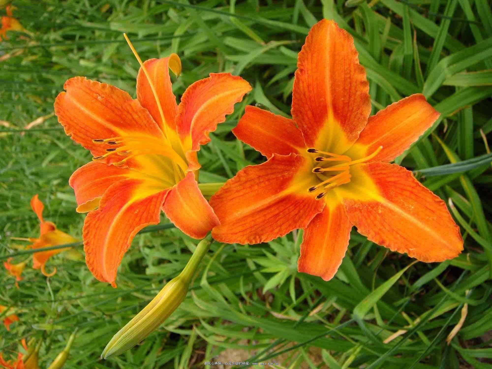  p>大花萱草(学名: i>hemerocallis hybrida /i> bergmans)是百合科