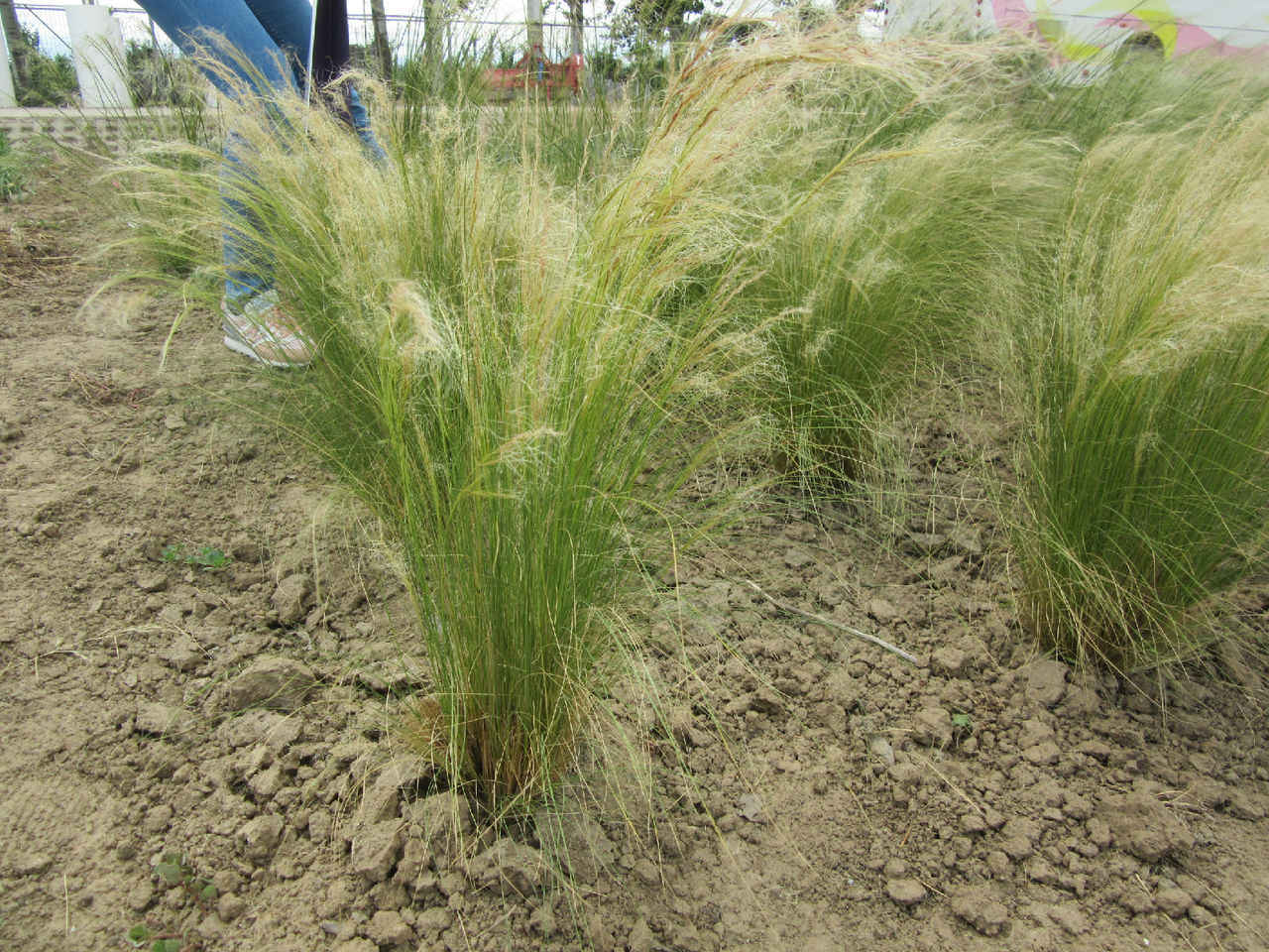 细茎针茅