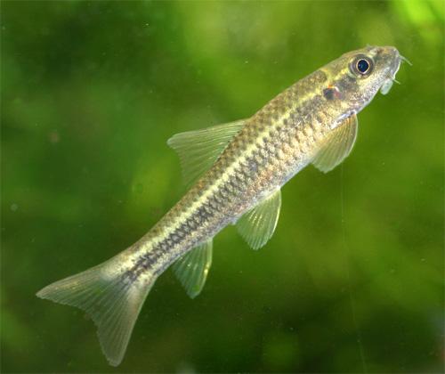  p>高体墨头鱼( i>garra alticorpora /i>)是一种鲤科,墨头鱼属类生物