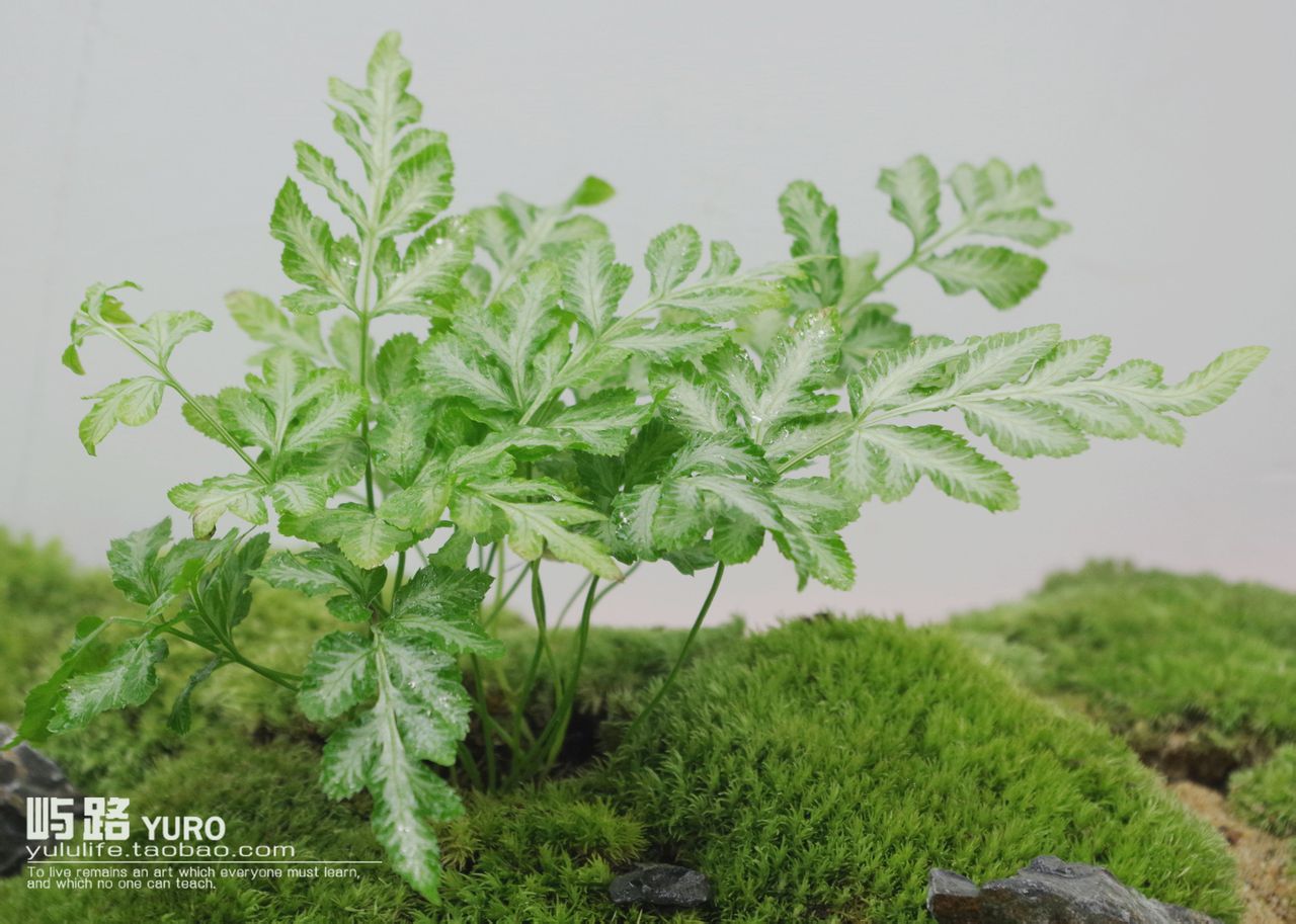  p>苔藓微景观,是用苔藓植物和蕨类植物等生长环境相近的植物,搭配