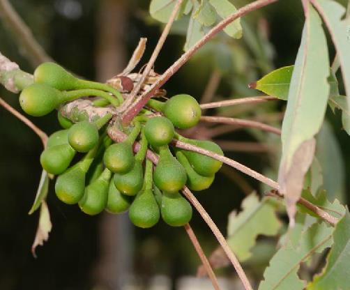  p>吉贝(学名 i>:ceiba pentandra /i> (l.) gaertn.