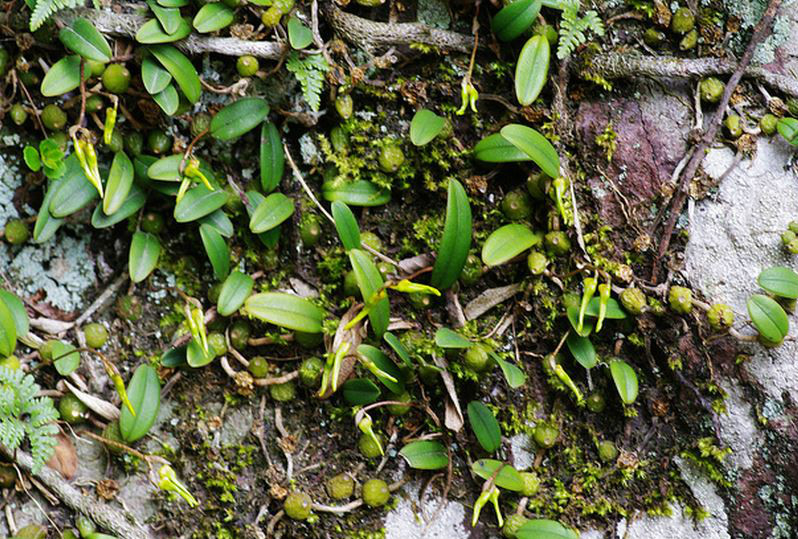  p>毛药卷瓣兰(学名: i>bulbophyllum omerandrum /i>  hayata): a