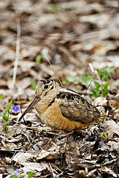  p>丘鹬(学名: i>scolopax rusticola /i>)体长35厘米,是一种 a