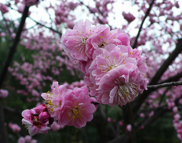  p>辽梅山杏(学名: i>armeniaca sibirica /i> var.