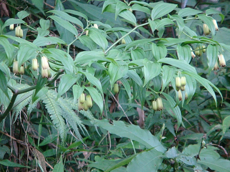  p>青牛胆(学名: i>tinospora sagittata /i> (oliv.) gagnep.