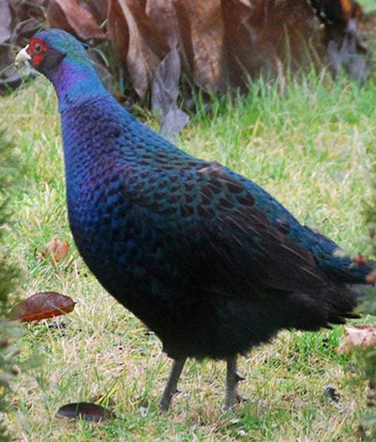  p>绿雉(学名: i>phasianus versicolor /i>)