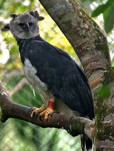  p>美洲角雕(学名: i>harpia harpyja /i>)是大型猛禽,体型大,喙和爪