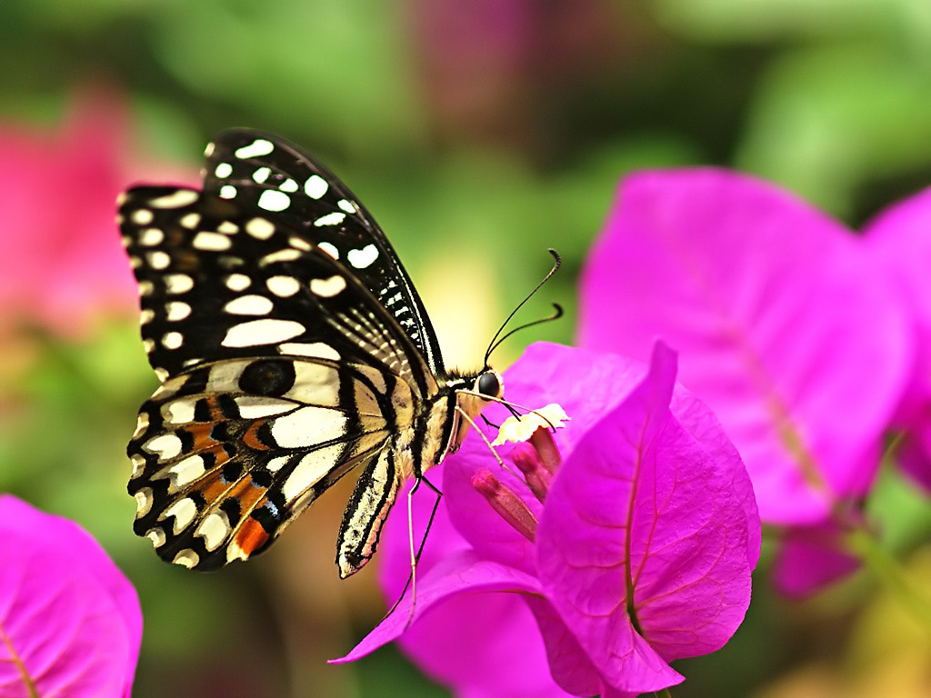  p>达摩凤蝶(papilio demoleus linnaeus蝴蝶)是一种常见的分布广泛的