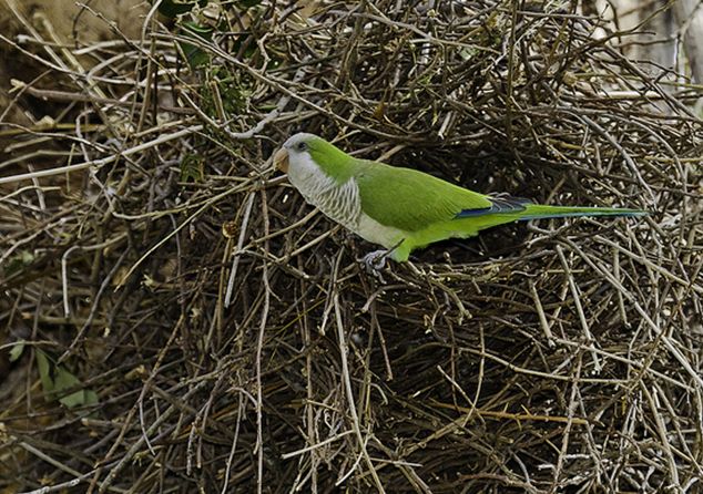  p>和尚鹦鹉(学名: i>myiopsitta monachus /i>)共有3个 a target="