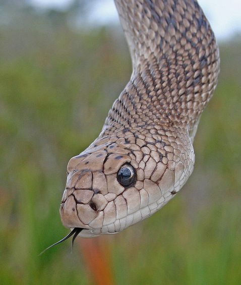 颜色鲜艳,花纹明显;有黑色,褐色或红褐色斑点,头背面覆盖大而对称的