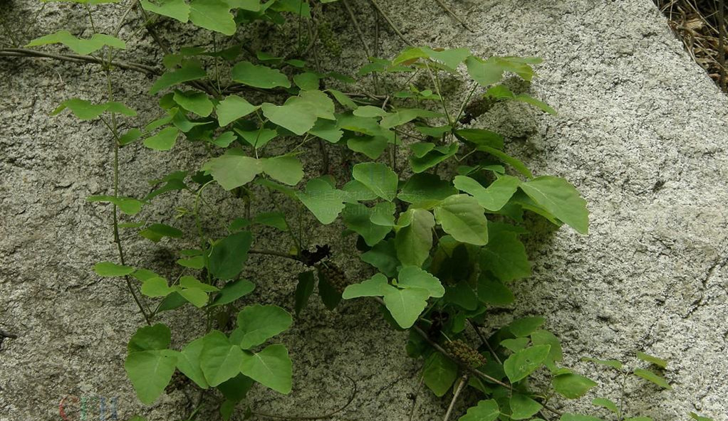 木通/2974013" data-lemmaid="2974013">三叶木通 /a>,三叶拿藤(浙江)