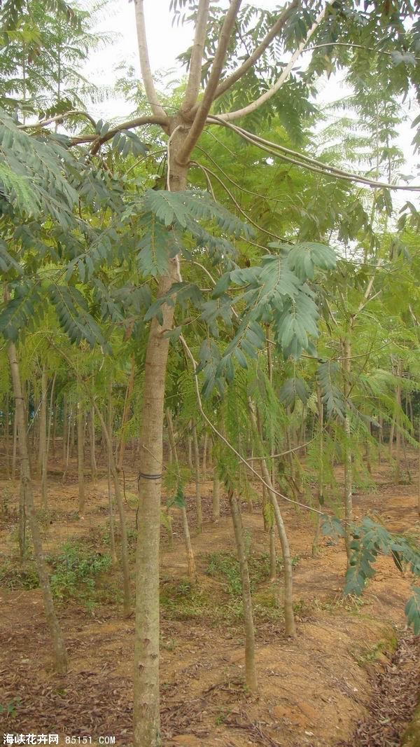  p>黑檀,别名:乌木,黑紫檀;拉丁文名:dalbergia melanaoxylon guill&