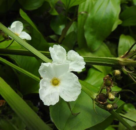 是泽泻科泽苔草属植物,多年生水生草本.