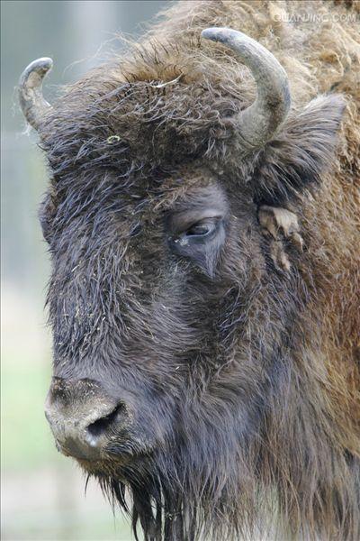 欧洲野牛(aurochs)