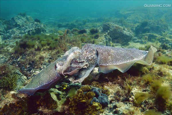 是软体动物,也是世界上约100种墨鱼中最大的一种墨鱼