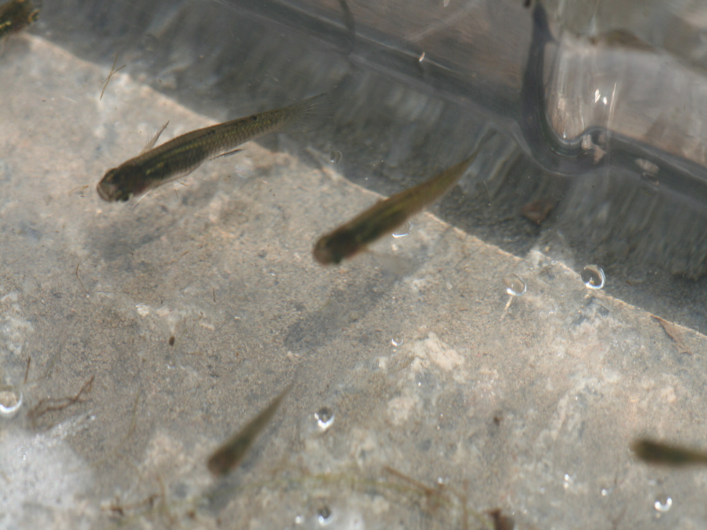  p data-id="gncp3m3z1f">青鳉鱼, i>oryzias