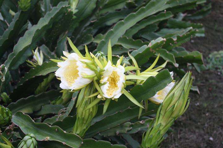 剑花