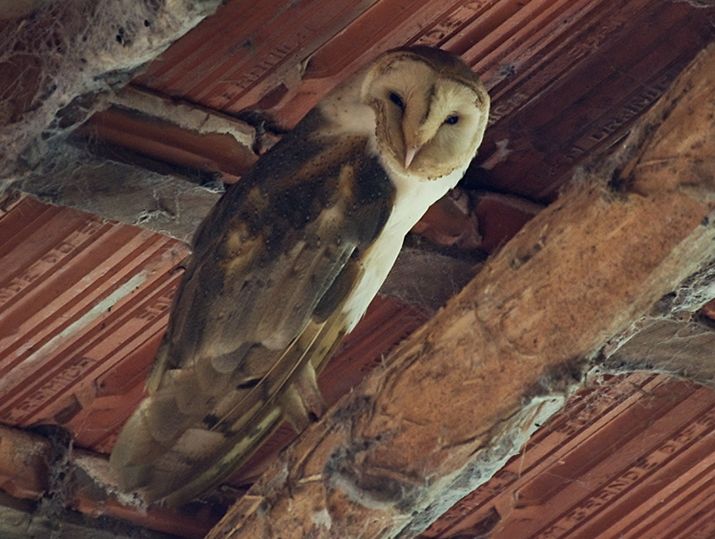 tyto alba tuidara