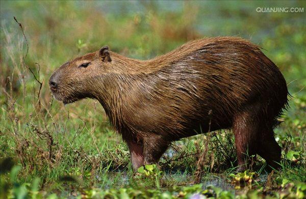  p>水豚(学名: i>hydrochoerus hydrochaeris /i>):是一种半水栖的 a