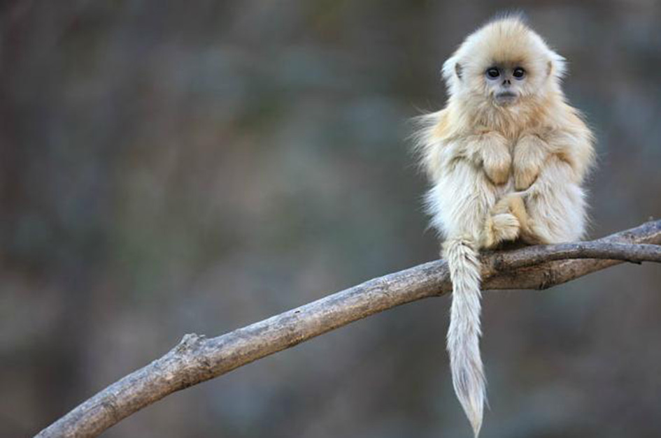  p>金丝猴(拉丁学名: i>rhinopithecus /i>),毛质柔软,鼻子上翘,有 a