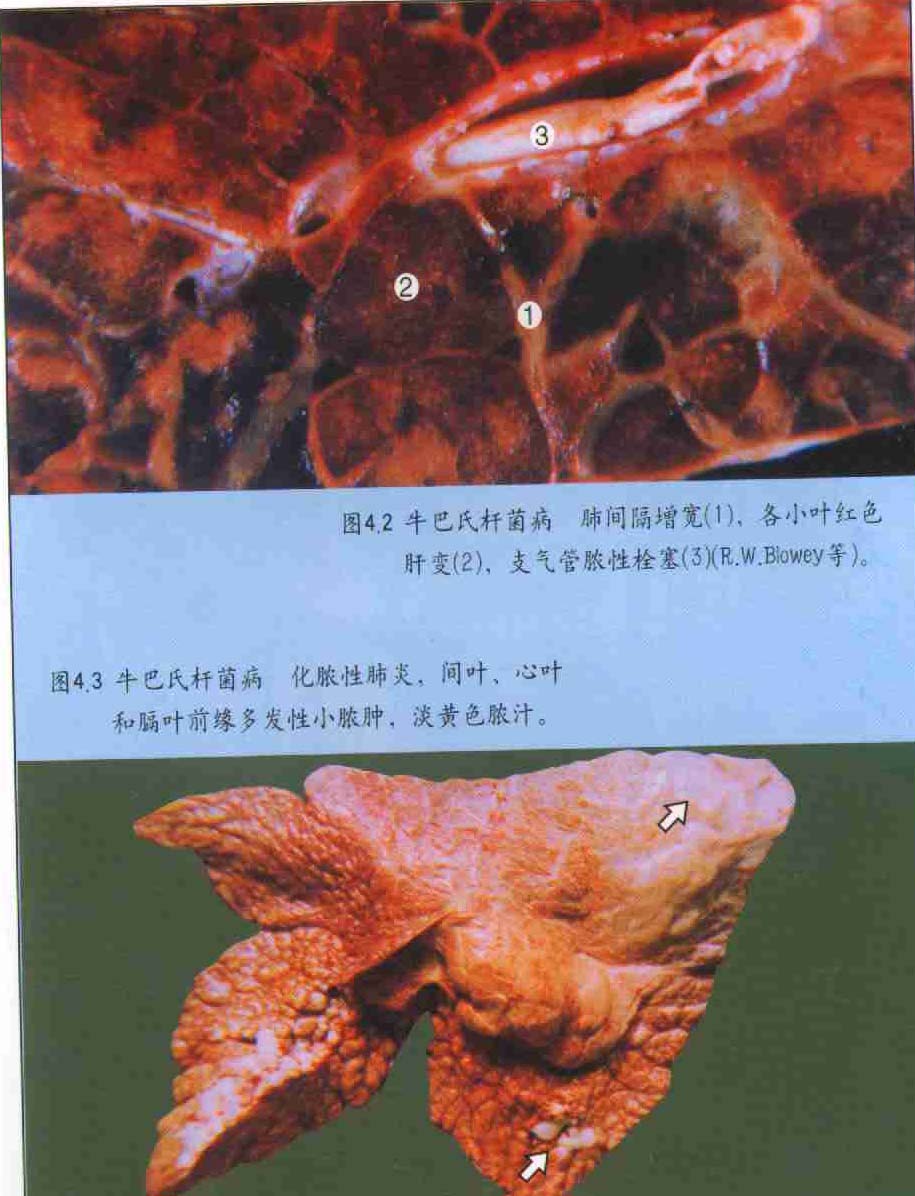  p>巴氏杆菌病是由 a target="_blank" href="/item/多杀性巴氏杆菌