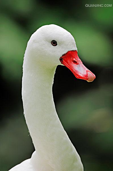  p>扁嘴天鹅(学名: i>coscoroba coscoroba /i>):体长90-115厘米,体羽