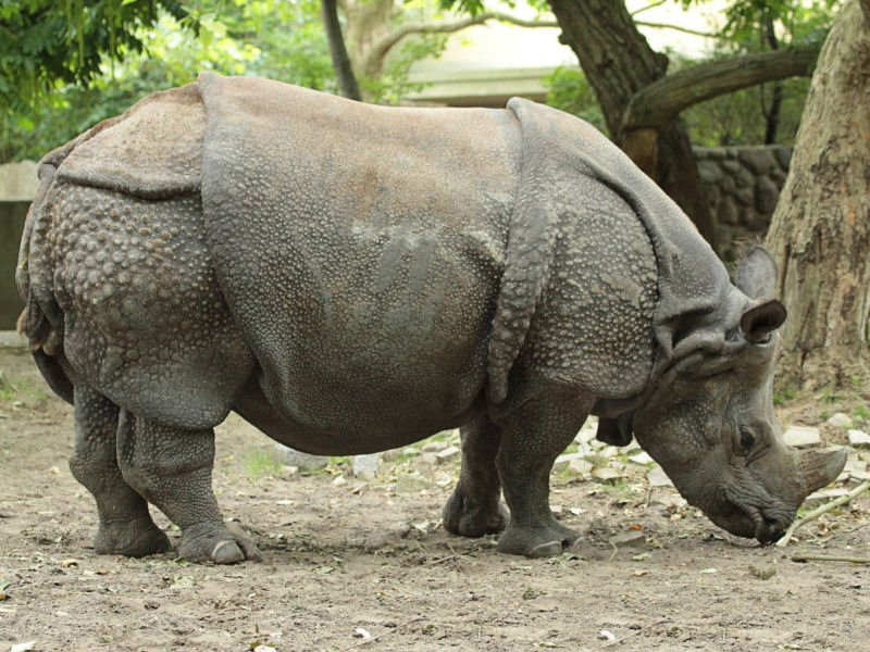  p>印度犀(学名: i> /i> i>rhinoceros unicornis /i>):体长2.1-4.