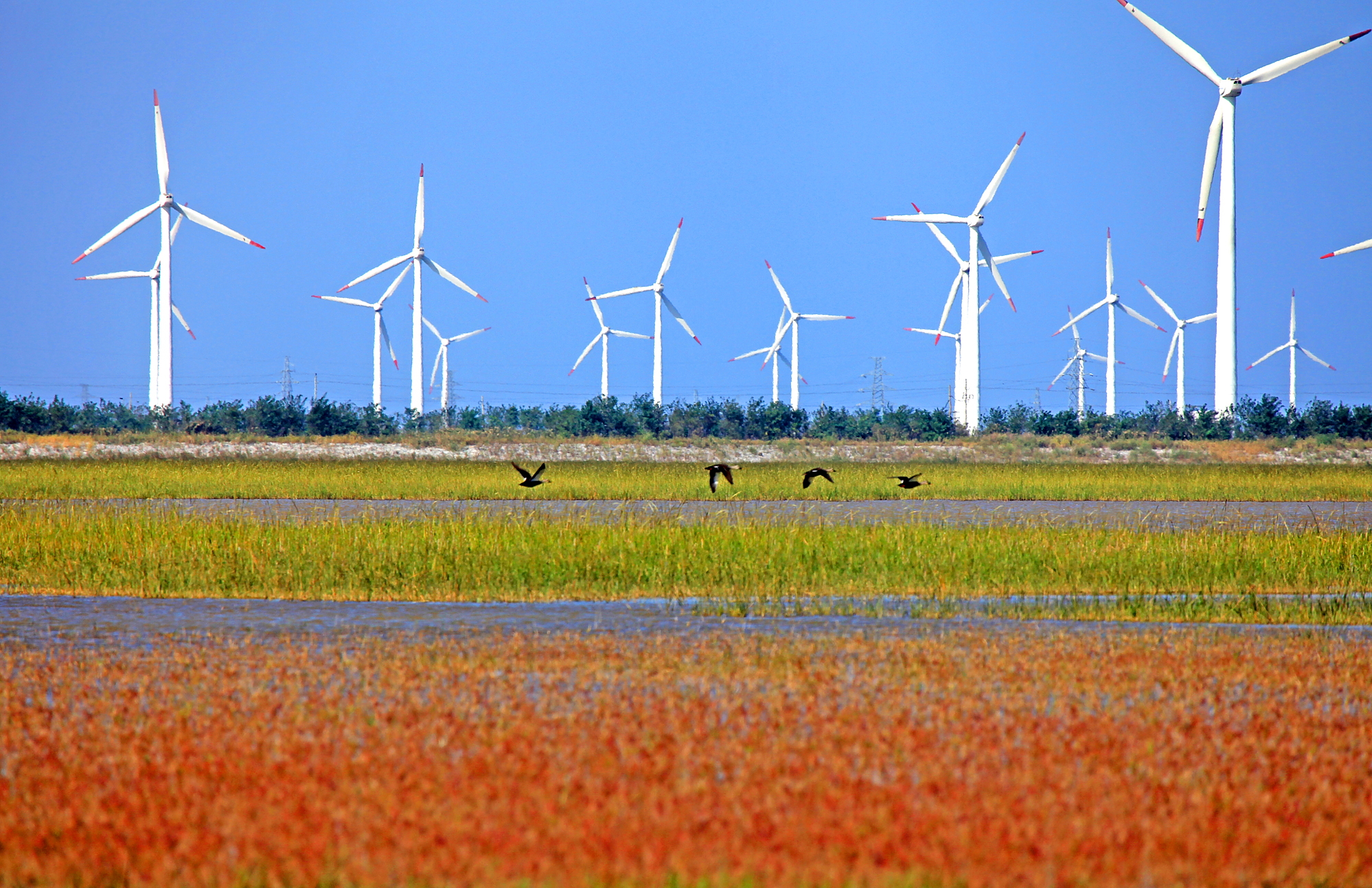  p> a href="#" data-lemmaid="320938">江苏省 /a>大丰 a href="#"