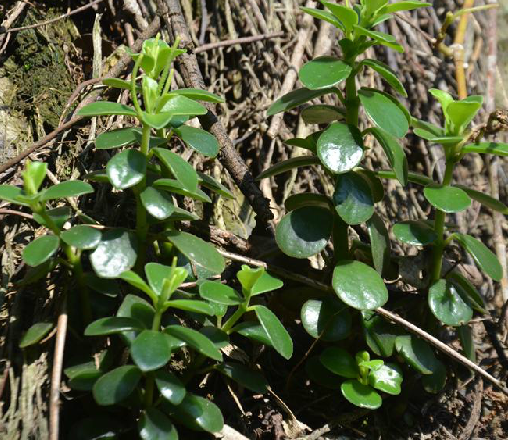  p>石蝉草,中药名.