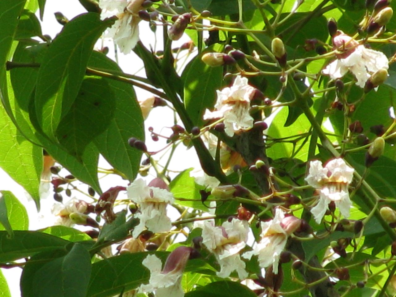  p> a target="_blank" href="/item/刀豆属/8403251" data-lemmaid="