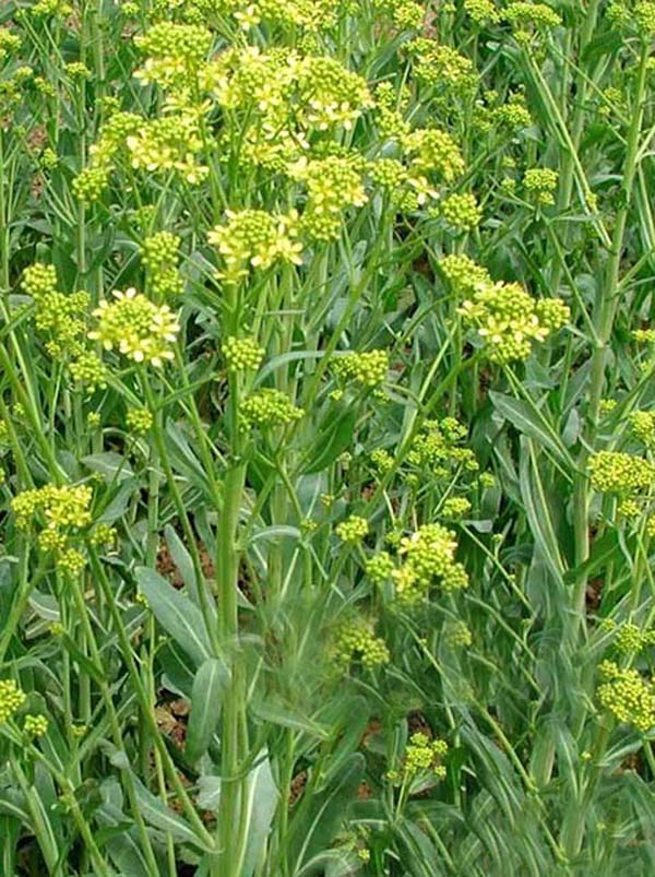  p>长圆果菘蓝,十字花科二年生草本植物,主要产于辽宁,内蒙古,甘肃