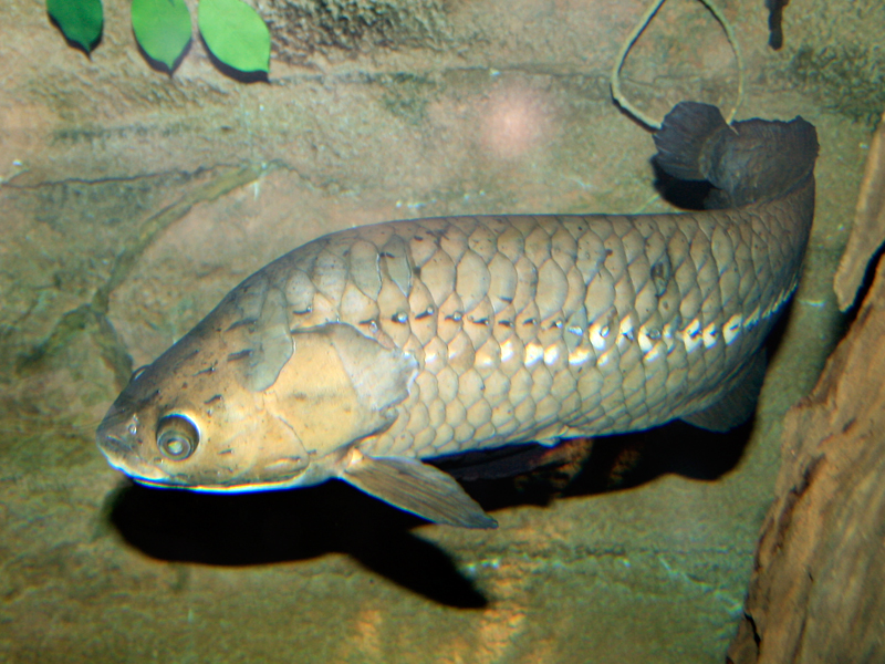  p>非洲骨舌鱼(学名: i>heterotis niloticus /i>):体长40-40厘米,最