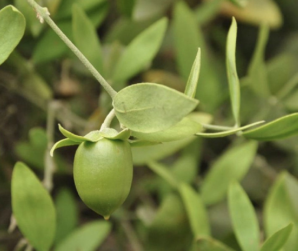 k. schneid.)是油蜡树科油蜡树属植物.