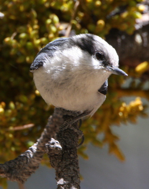  p>侏儒鳾(学名:sitta pygmaea)是小型 a target="_blank" href="