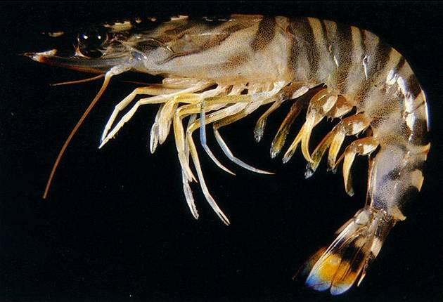  p>日本对虾( i>penaeus japonicus /i>),俗称:花虾, a target="