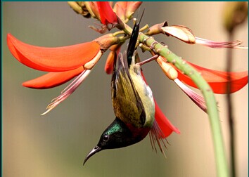  p>叉尾太阳鸟(学名: i>aethopyga latouchii /i>),别称燕尾太阳鸟,是