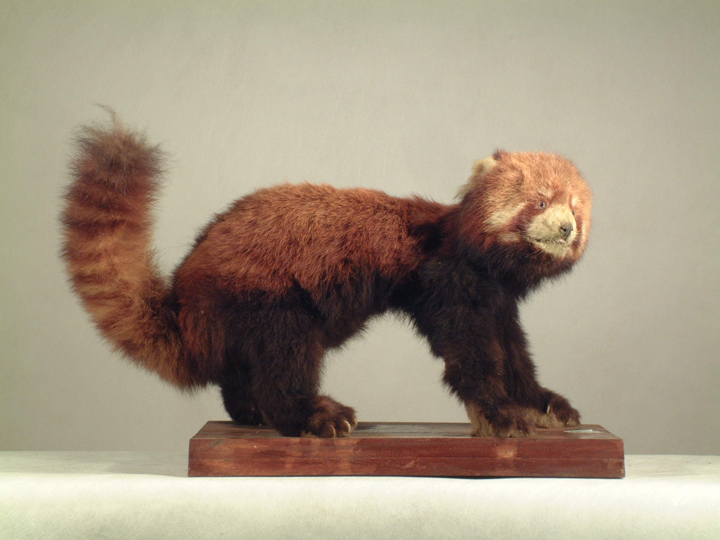 小熊猫指名亚种