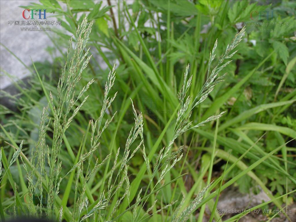  p>早熟禾(学名: i>poa annua /i> l.