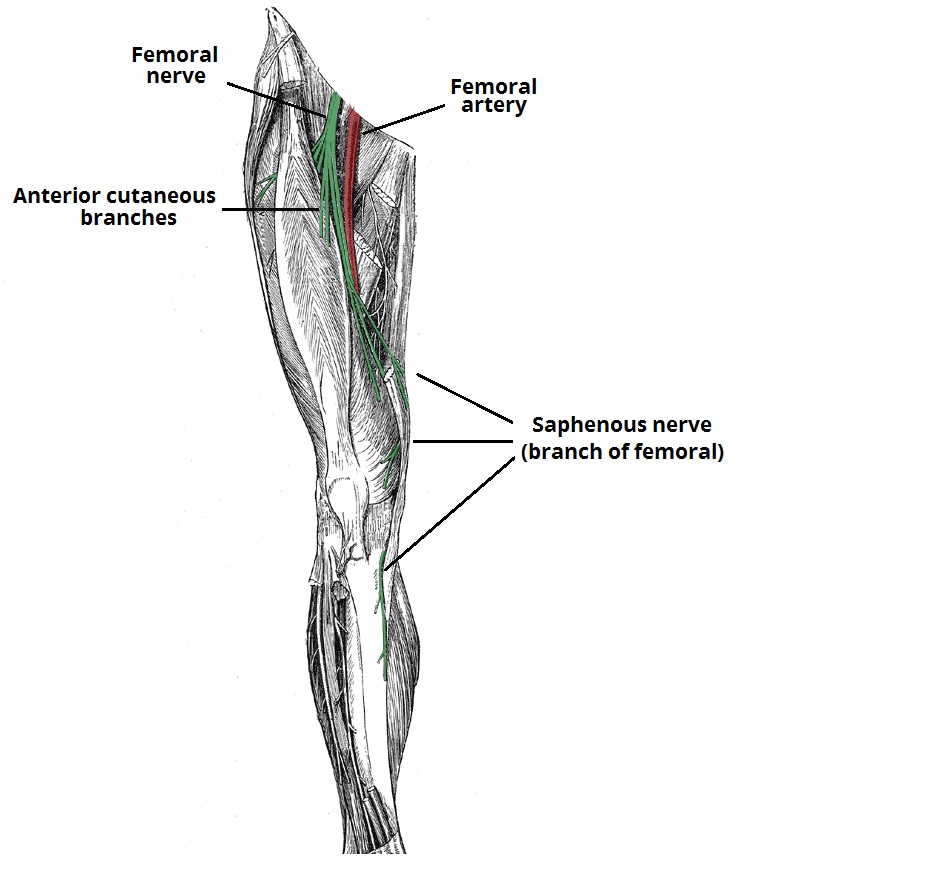  p data-id="gnbsun3zer">股神经 femoral nerve: 位于股动脉的外侧