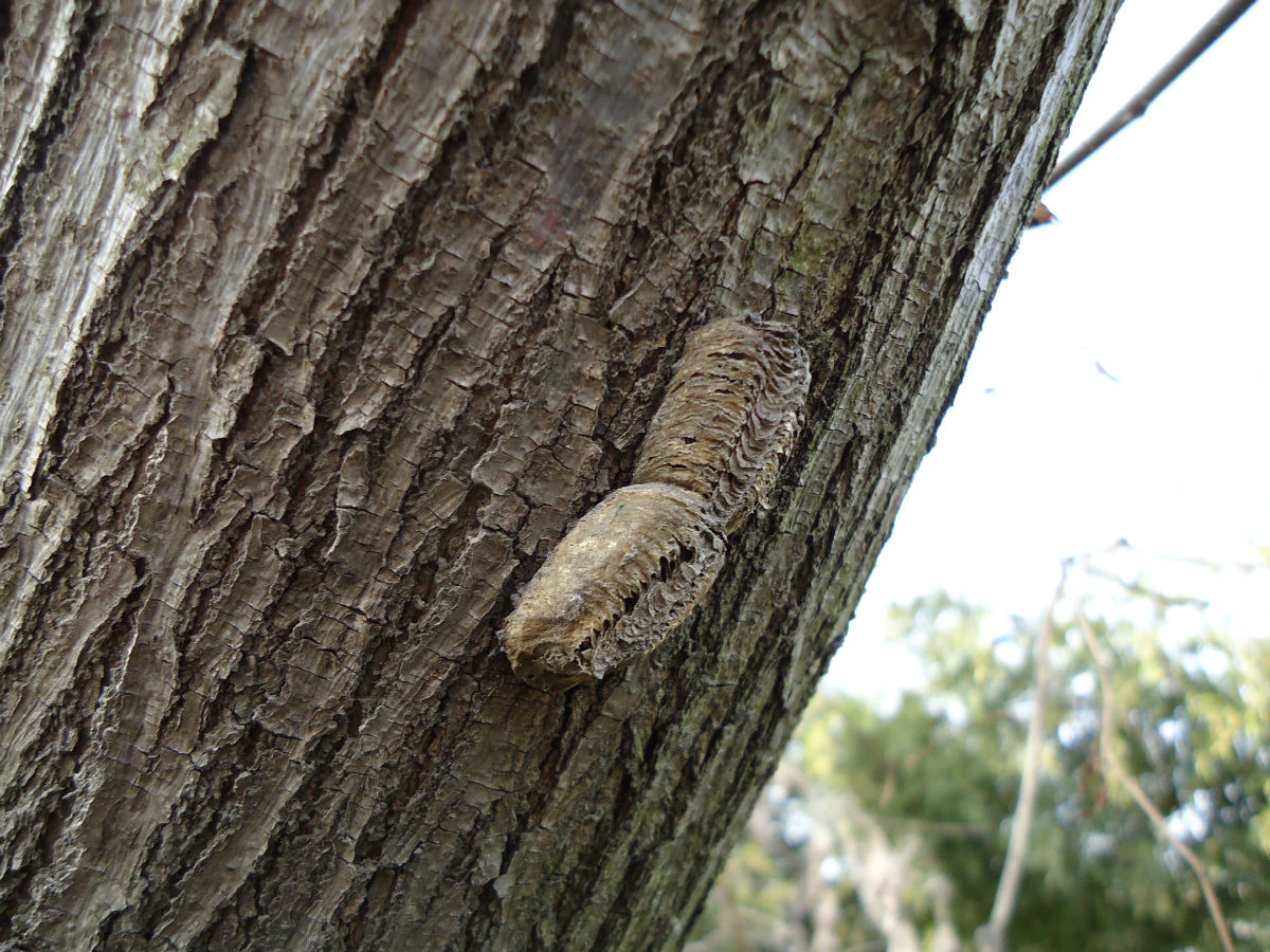 来源不同,药材又发 a target="_blank" href="/item/团螵蛸/4614251"
