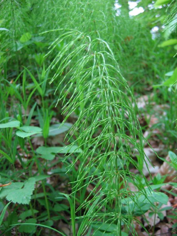 草向荆